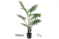 011 veštačka stabla filadenrona